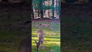 Watch these deer grazing in our backyard!!