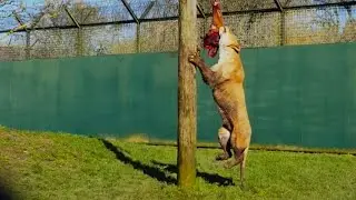 Lion Vs meat on a spring