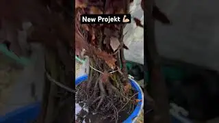 New Projekt &bdquo;Rotbuchen-Wald&ldquo;