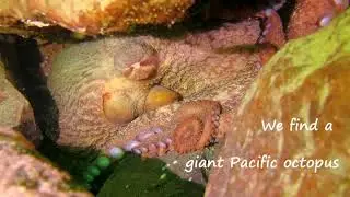 Saltwater Park - Sea Lion and Giant Pacific Octopus