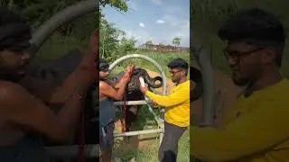 #viral #dairy #milk #cow #buffalo #animals