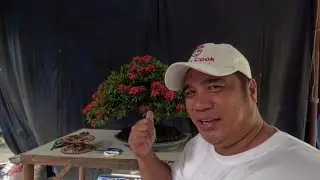 TRIM AT IUPROOT ANG SANTAN PARA LALONG GUMANDA.. 