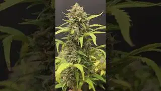 Sweet Mandarine Zkittlez XL Auto de semilla a cosecha, 75 d&iacute;as