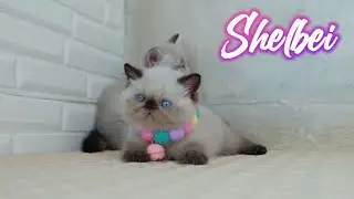 Shelbei : Exotic shorthair colourpoint