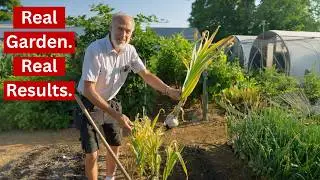Digging Garlic, Storage Tips & a Surprise You Didn’t Expect| Tips, Giant Cloves & Dan's Torched Leg?