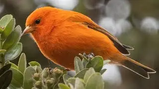 ʻAkepa &ndash; The Tiny Hawaiian Bird with a Twisted Beak and a Big Secret