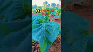 33 Day comlet tobeco #tobeco #viral #youtubeshorts #farming #trending