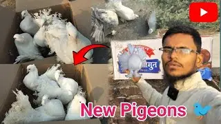 New pigeons 🕊️😊 video 📷 17/1/2026 Fancy Kabutar videos lakha kabootar 