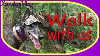 Greyhound explores beautiful Florida forest | Annutteliga Hammock | Life with a retired racer