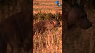Rare Brown Hyena on the Move #animals #wildanimals #explore #nature #wildlife #hyena #brown #rare