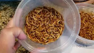 Dubia roaches & Mealworms for sale! Breeding Insect Feeders #dubia #breeder #roach #reptiles #worm