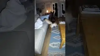 Labrador Shows True Loyalty During Break In #viral #horror #panchatantrastories