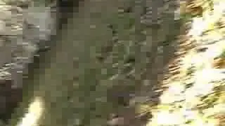 SD dylan up a tree/on roof