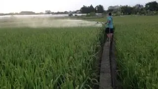 High pressure spray nano fertilizer in rice ( Mitrana Nano Biotech )