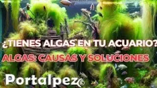 ¿Cómo Eliminar Algas en tu Acuario? Soluciones Efectivas 🌿