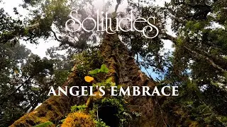 Dan Gibson&rsquo;s Solitudes - Secluded Sanctuary | Angel's Embrace