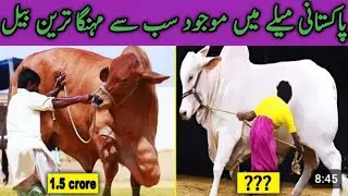 Cattle show best bull | Expensive bull | Best bull Pakistan and India | Pakistan ka mehngai bail