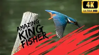 Riverside Royalty: Captivating Kingfishers in 4K. #thehowtoacademy #4kvideo #birdlovers #kingfisher