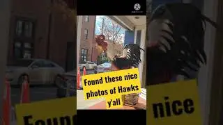 Found these nice photos of Hawks y'all (Just a Joke Ik hes not a rooster and yes I took them)