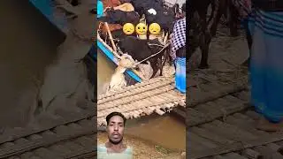 Shocking! Cows Suffer During Illegal Transport 😢 | Animal Cruelty Exposed | 