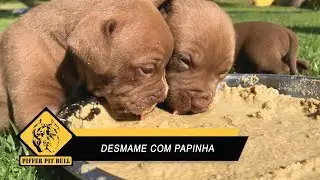 Faça o desmame dos filhotes corretamente - Papinha de Desmame da Premier Pet - Piffer Pit Bull