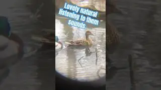 Uk natural at its best. What&rsquo;s ur local bird 🦅 species