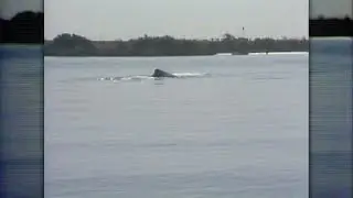 Humphrey the whale leaps into hearts of Bay Area residents in 1985