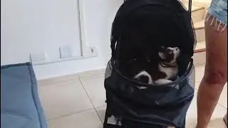 Bob e seu novo carrinho