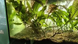 orange fin danios: a more aggressive danio
