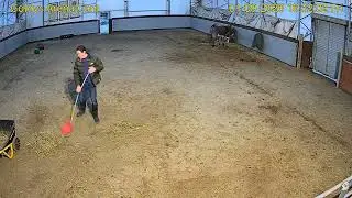 Goldy's Arena Rescues  417pm Nick mucks;  Donkeys   192026