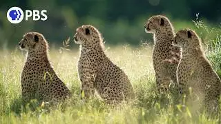 Protecting Africa's Big Cats