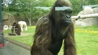 Greater North Cryptozoology Park Ai 