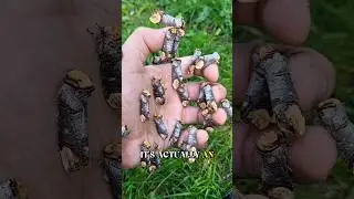 When Wood Comes Alive&hellip; 😱.  #wildlife #animals #short #bufftipmoth