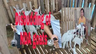 Disbudding and Updates of NDA goats at Pagalongan Diary Cooperative.