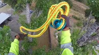 Recorte de ramas muertas de arbol de alamo