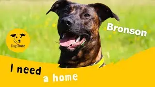 Bronson the brilliant Rhodesian Ridgeback cross | Dogs Trust Manchester