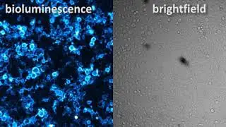 Promega RealTimeGlo AnnexinV