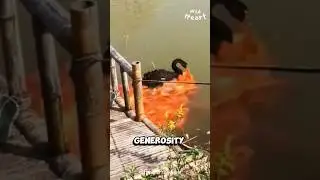 Why are the Fish following this Black Swan?