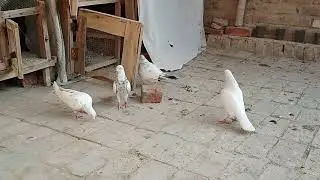Aj kabooteri ne andy dy diye 