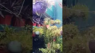 monkey challenge to gardeners #gardening #balconygarden