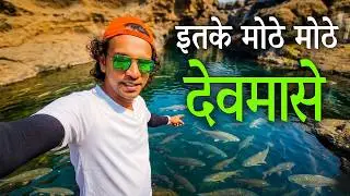 इतके मोठे देवमासे (देवगुणी) तुम्ही पाहिले का.? | TILSA GOD FISH | Tilsa Shiv Mandir Devmasa | Wada