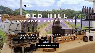 Redhill Lavender Farm, Victoria, Australia