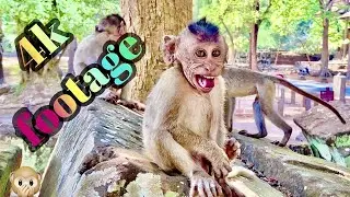 4K Quality Animal Footage - Monkeys Beautiful Scenes Episode 4 | Real Life Of Animals1