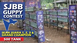 SJBB Guppies Contest | Kontes Ikan Guppy