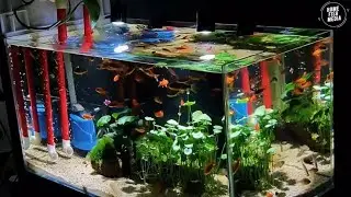 Incredible of Aquarium Setup: Betta Fish, Goldfish, Tropical and Koi Fish Care Tips #80