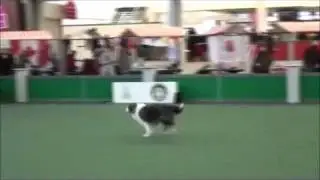 Treibball winner 2010
