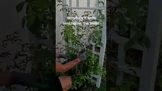 How to train Climbing Roses?&nbsp;#ClimbingRoses&nbsp;#RoseTraining&nbsp;#GardeningTips&nbsp;#HowToGarden