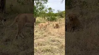 Rituals of mating lions #plainscampmale #nkuhumafemale #sabisands #lions #wildlife #kruger #shorts