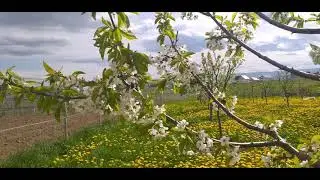 Flori de mai, 2021-Elena Popa Repeziș