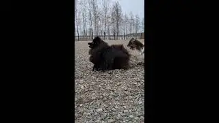 Dogs running back and forth